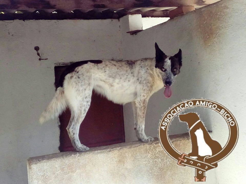 Prefeitura aumenta repasse para entidade que gerencia abrigo municipal de animais